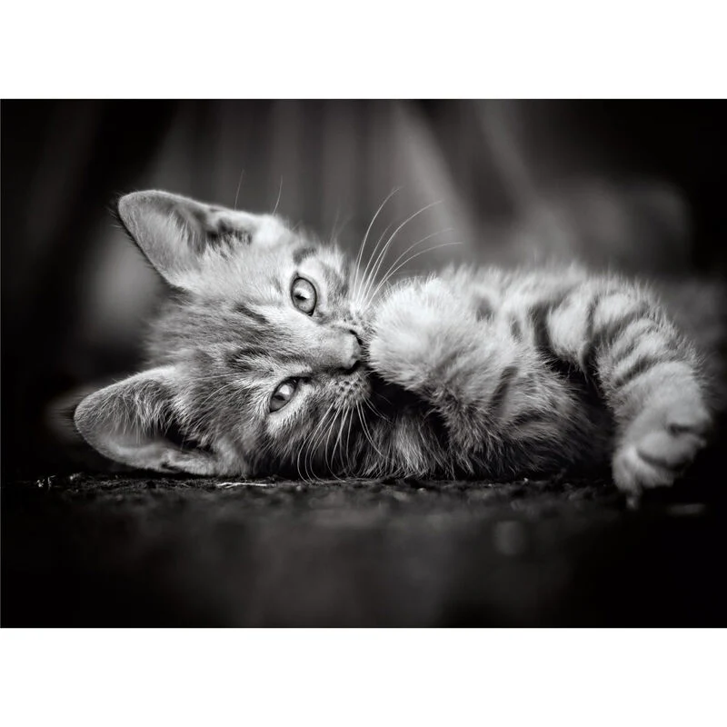 Puzzle Kitty 1000Pzs